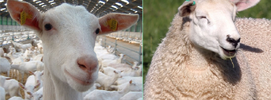 Geiten en schapen uier verzorging