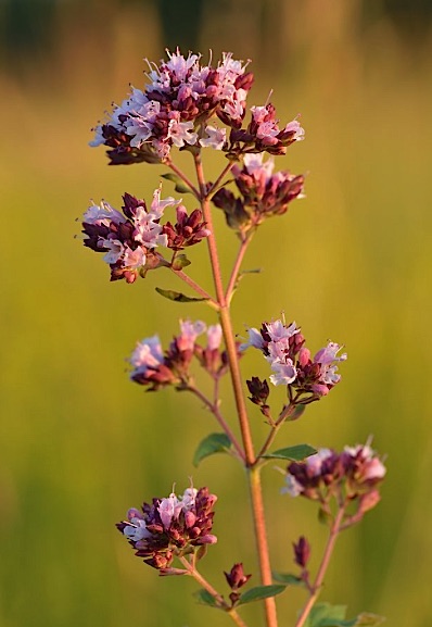 Oreganobloem 2