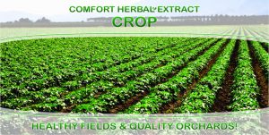 Comfort Herbal Extract Crop