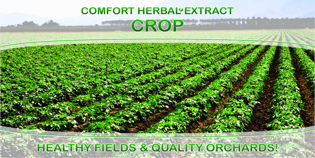 Comfort Herbal Extract Crop
