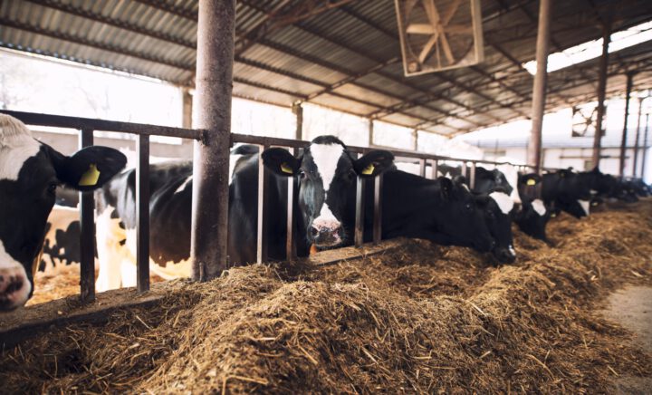 Funny Curious Cow Looking At The Camera While Other Cows Eating Hay In Background At Cattle Farm.