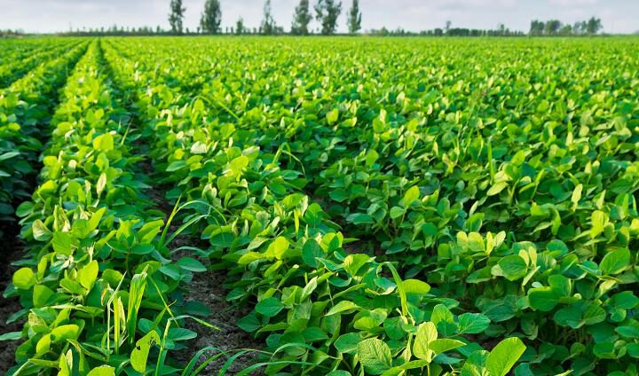 Soybean Field