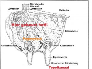 Hier+gebeurt+het!!+fagocytose+tepelkanaal+uierslagader+uierader