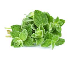 Herbs Oregano