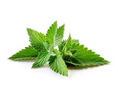 Herbs Peppermint