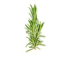 Herbs Rosemary