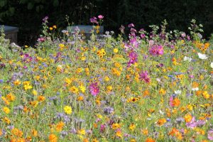 Bloemen Bij