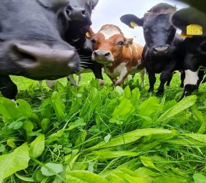 Forage Max