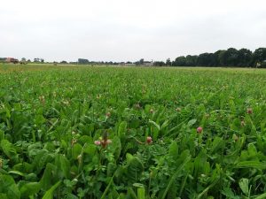 Salade Zand