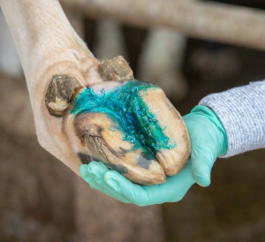 Hoofgel Foto Revised (1)